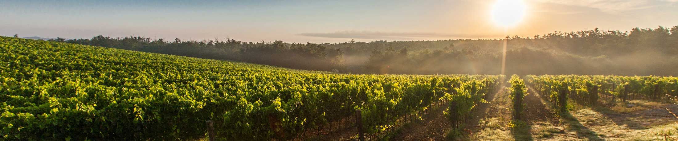 Onlineshop für den Weinhandel